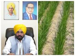 Punjab: पंजाब में धान के किसानों के लिए वित्तीय मदद का एलान, AAP सरकार देगी इतने रुपए की सहायता