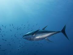 World Tuna Day 2022: History, Significance And 10 Tuna Fish Facts You May Not Know About
