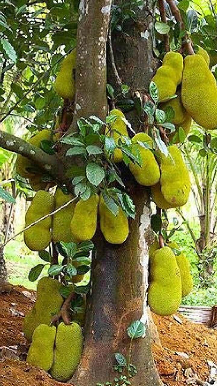 फणसात प्रोटीन्ससुद्धा भरपूर असते. त्यामुळे शारीरिक दुर्बलता कमी होऊन मांसपेशी मजबूत होण्यास मदत होते.