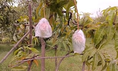 Jabalpur News: इस बगीचे में 'फलों के राजा' की सुरक्षा में तैनात हैं 12 खतरनाक डॉग्स