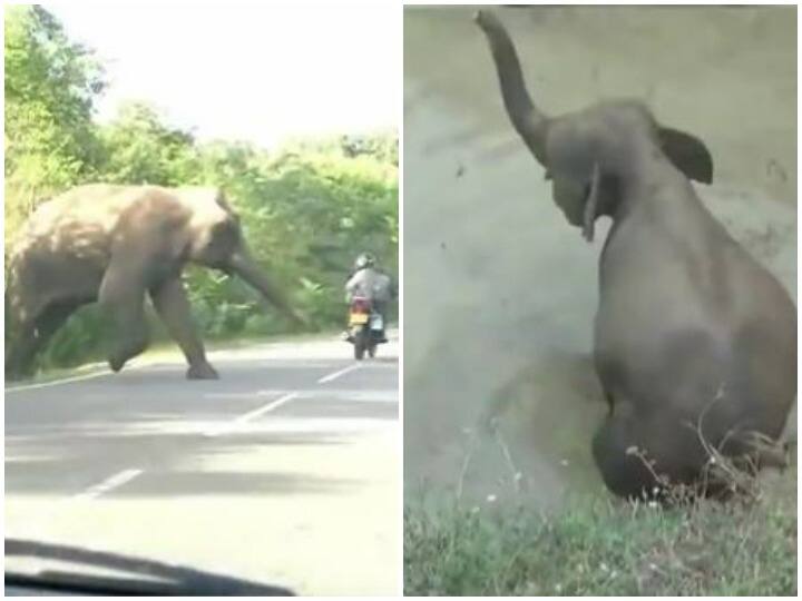 female elephant was seen pleading for help on road forest department team helped Watch: गड्डे में गिरा बच्चा तो सड़क पर मदद की गुहार लगाती दिखी हथिनी, वन विभाग की टीम ने की मदद