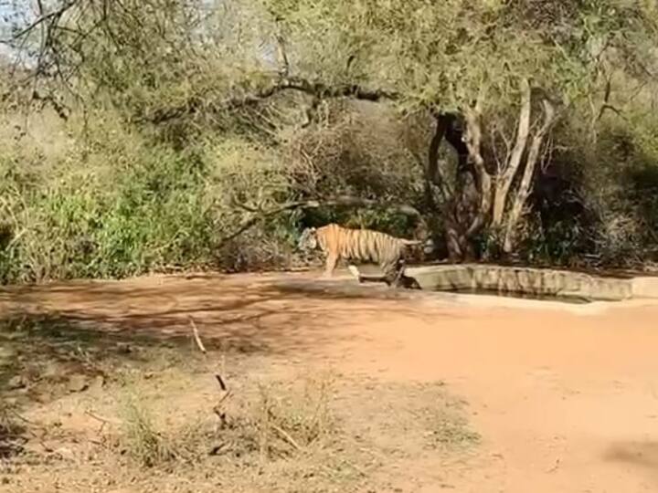 आज यह नजारा देखकर पर्यटक काफी खुश नजर आए. सरिस्का प्रशासन की ओर से अबकी बार सरिस्का जंगल में पानी की व्यवस्था पहले से बेहतर की हुई है.