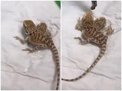 Watch: सोशल मीडिया पर छाई दो मुंह वाली छिपकली, वीडियो देख रह जाएंगे दंग