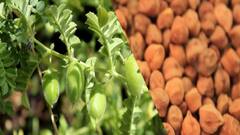 सूखा भी काबुली चने की इस प्रजाति का कुछ नहीं बिगाड़ पाएगा, होगी बंपर पैदावार