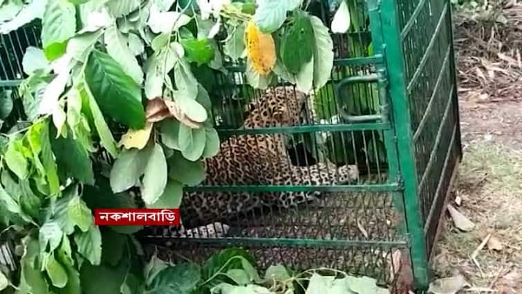 Birbhum darjeeling elephant and leopard has caught by forest department Birbhum: বীরভূমে হাতির তাণ্ডব, শিলিগুড়ির চা বাগানে চিতাবাঘ, বাগে আনতে নাকানিচোবানি বনদফতরের কর্মীদের