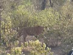 Sariska Forest Sanctuary: सरिस्का वन अभ्यारण्य में गर्मी से बाघों का हाल बेहाल, कुछ यूं गुजर रहा है समय