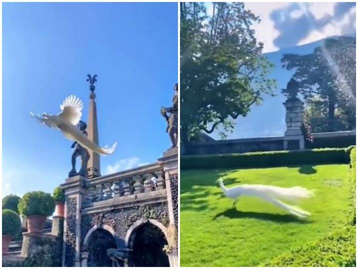 Rare white peacock flying in Italy video goes viral on social media Watch: इटली में दिखाई दिया दुर्लभ प्रजाति का सफेद मोर, दिल जीत रहा वीडियो