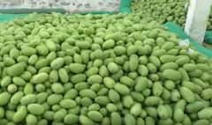 Nuziveedu Mangoes : పండ్ల‌లో రారాజు మామిడికి ఎటా పెరుగుతున్న క‌ష్టాలు..| ABP Desam