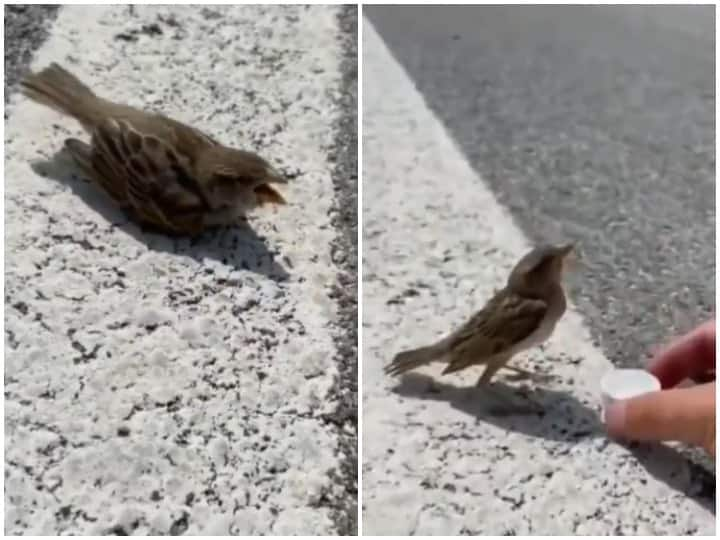 Drinking water to a bird from lid who fainted from heat Watch: गर्मी से चिड़िया का हुआ बुरा हाल, बोतल के ढक्कन से पानी पिलाता दिखा शख्स