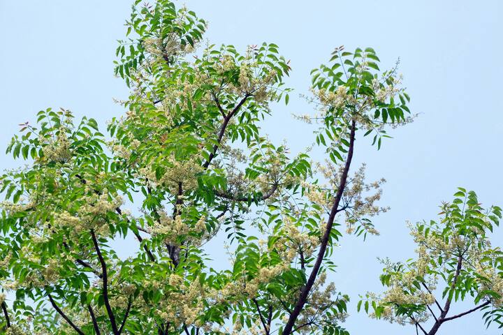 नीम फेसपैक चेहरे से एक्स्ट्रा ऑयल को निकालने के साथ-साथ बैक्टीरियल और संक्रमण परेशानियों से बचाव कर सकता है. (Photo - Freepik)