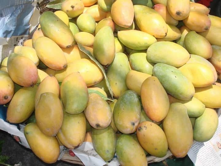 nuzvid mango crop getting down year by year due to real estate in Krishna district Nuzvid Mangos: మసకబారుతున్న నూజివీడు మామిడి! మార్కెట్‌కు తగ్గుతున్న పంట - కారణాలు ఏంటంటే