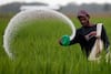 Glyphosate Ban: ग्लाइफोसेट हर्बिसाइड बैन, अब कंपनियों को 3 माह में वापस करने होंगे रजिस्ट्रेशन सर्टिफिकेट