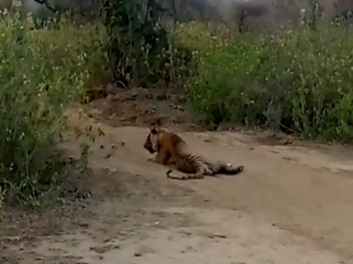 जिससे वन्यजीवों को सरिस्का जंगल के अंदर ही पानी मिल रहा है. वहीं टाईगर भी अब गर्मी से बचने के लिए पानी के बन रहे एनीकट और होलो में बैठते नजर आ रहे हैं.