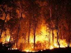 Uttarakhand Forest Fire: उत्तराखंड में जंगलों में लगी आग ने बढ़ाई चिंता, पिछले 24 घंटे में सामने आईं 53 घटनाएं