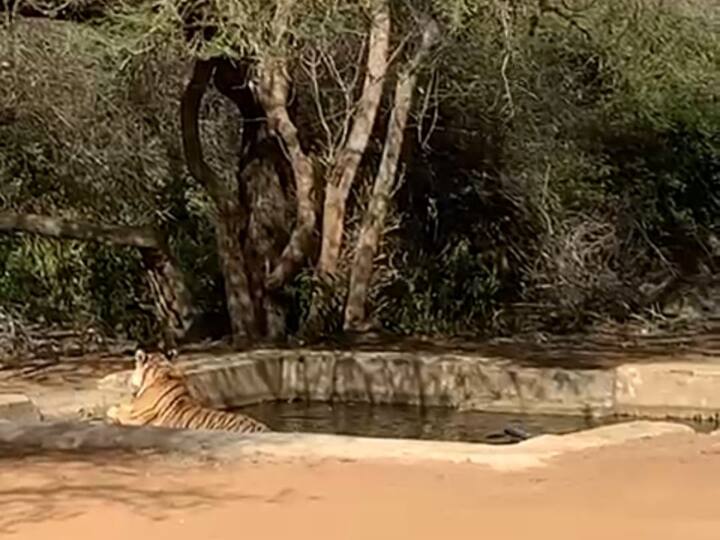 हालांकि गर्मियों के दिनों में पर्यटक सरिस्का में काफी कम संख्या में पहुंच रहे हैं. पर्यटको को टाइगर की साइटिंग भी बहुत कम हो रही है.