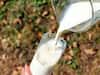Drinking Hot Milk at night: रात में सोने से पहले रोजाना पिएं गर्म दूध, सेहत को मिलेंगे ये चमत्कारी फायदे