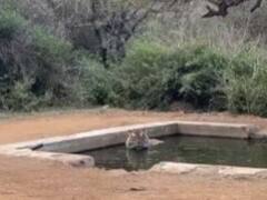 Sariska Forest Sanctuary: सरिस्का वन अभ्यारण्य में गर्मी से बाघों का हाल बेहाल, कुछ यूं गुजर रहा है समय