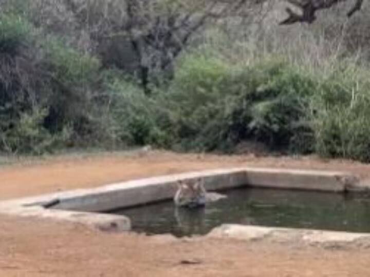 अलवर जिले में गर्मी का सितम जारी है. इन दिनों यहां का पारा भी सातवें आसमान पर पहुंच गया है. पारा करीब 45 डिग्री के आसपास होने के चलते आमजन से लेकर वन्यजीव भी परेशान हो चले हैं.