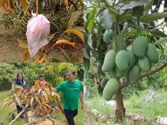 Jabalpur News: इस बगीचे में 'फलों के राजा' की सुरक्षा में तैनात हैं 12 खतरनाक डॉग्स