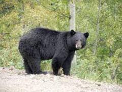 Jharkhand News: दो भालुओं को मदारियों से कराया गया आजाद, रांची चिड़ियाघर में तरबूज और शहद से हुआ स्वागत