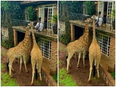 Watch: होटल की बालकनी में जिराफ संग नाश्ता शेयर करती दिखी महिला, दिल जीत लेगा वीडियो