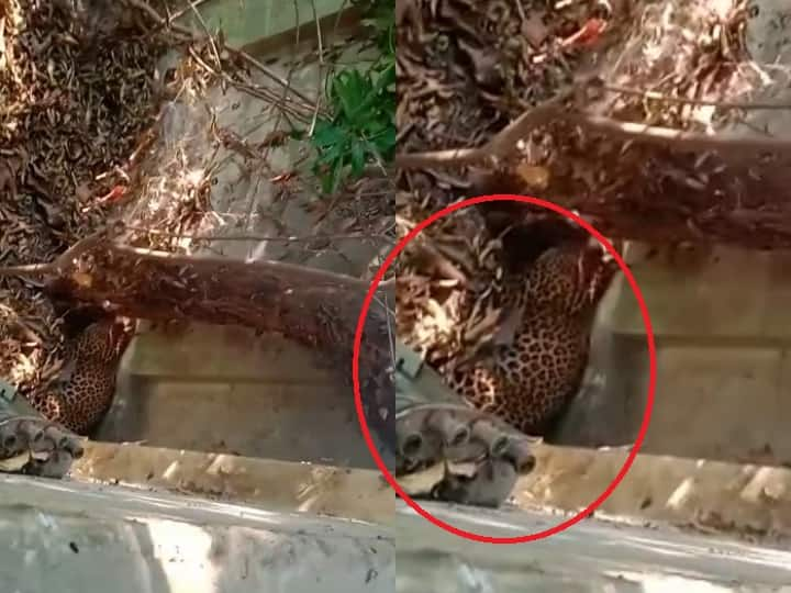 Father-daughter badly injured in leopard attack in Maharajganj Maharajganj News: शिकार की तलाश में गांव में पहुंचे तेंदुए ने पिता-बेटी को किया बुरी तरह घायल, रेस्क्यू टीम पर भी बोला हमला