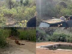 Sariska Forest Sanctuary: सरिस्का वन अभ्यारण्य में गर्मी से बाघों का हाल बेहाल, कुछ यूं गुजर रहा है समय