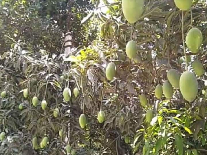 prepare new orchards with right technique for good income & fruits New Fruit Orchards: पेड़ों पर फल नहीं पैसे उगेंगे, इस तरीके से करें नये बागों की तैयारी