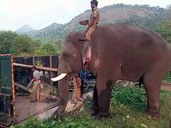 திண்டுக்கல் : காட்டு யானையை விரட்ட டாப்சிலிப் யானைகள் முகாமிலிருந்து  2 கும்கி யானைகள் வரவழைப்பு