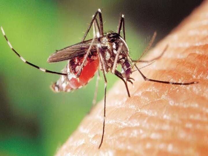 Along with Corona, dengue has also hit Delhi, so many cases have been found so far Delhi Dengue Case: दिल्ली पर कोरोना के साथ-साथ डेंगू की भी मार, अब तक इतने केस मिले
