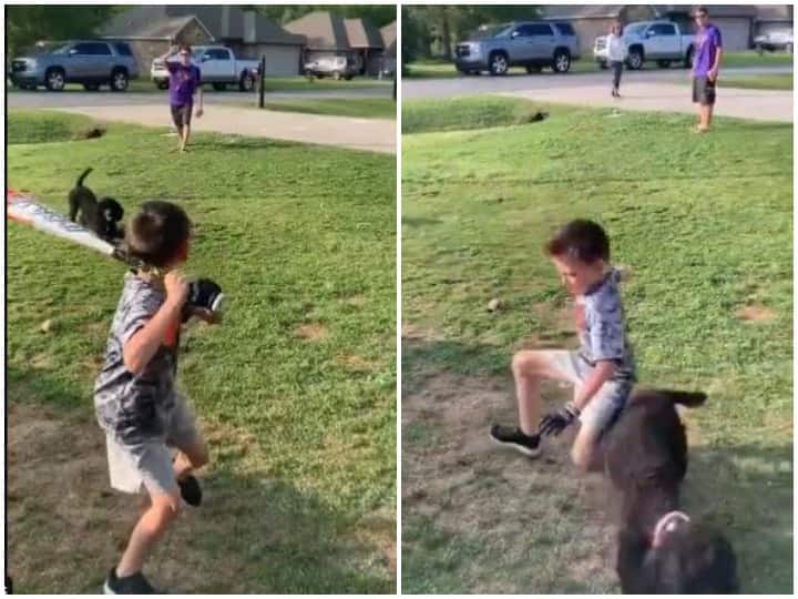 Doggy kicks his owner out while playing baseball Watch: खेल के दौरान डॉगी ने अपने मालिक को किया आउट, दिल जीत लेगा वीडियो