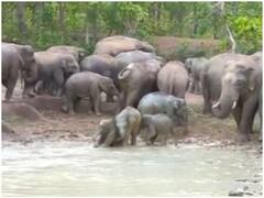 Watch: गर्मी को मात देते नजर आया हाथियों का झुंड, वीडियो हुआ वायरल
