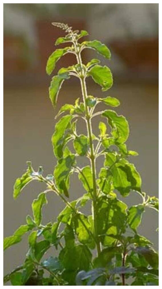 তুলসির কাছে রাখবেন না এই ৫টি জিনিস !