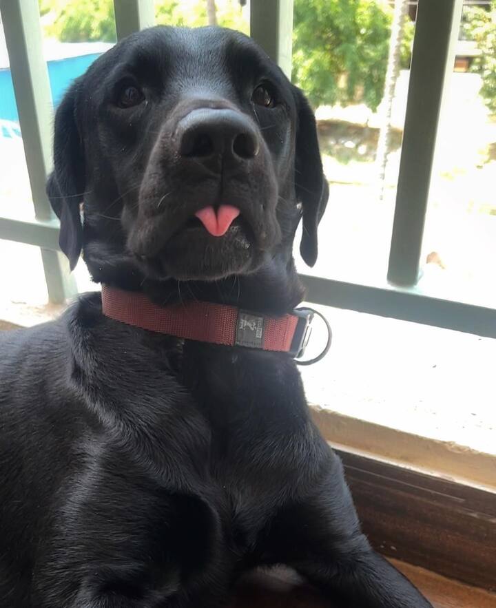 వర్షా బొల్లమ్మ పెంపుడు కుక్ హచీ-Image credit: Varha Bollamma/Instagram