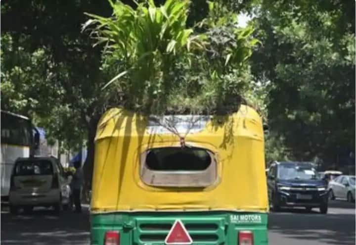 Delhi Driver Grows Plants Atop Auto Roof To Beat Sweltering Heat WATCH: દિલ્હીમાં એક રીક્ષા ચાલકે ગરમીથી બચવા રીક્ષા ઉપર જ 20 પ્રકારના છોડ વાવ્યા, જુઓ વીડિયો