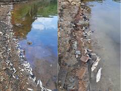 PHOTO : ऐतिहासिक धामापूर तलावात लाखो मासे मृत, पाण्याचा रंगही झाला काळसर