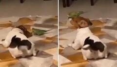 ਕੁੱਤੇ ਤੇ ਤੋਤੇ ਦੀ ਅਜਿਹੀ ਯਾਰੀ ਦੇਖ ਤੁਹਾਡਾ ਦਿਲ ਵੀ ਹੋ ਜਾਵੇਗਾ ਖੁਸ਼, ਵੇਖੋ ਵੀਡੀਓ