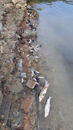 PHOTO : ऐतिहासिक धामापूर तलावात लाखो मासे मृत, पाण्याचा रंगही झाला काळसर