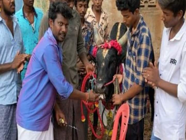 Cut the cake and celebrate the birthday for jallikattu Bull Madurai : 'கரிகாலன்' காளைக்கு பர்த் டே! கேக் வெட்டி கொண்டாட்டம்! கிடா வெட்டி விருந்து! இது மதுரை ஸ்பெஷல்!