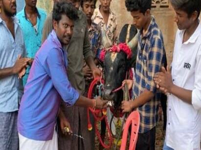 Cut the cake and celebrate the birthday for jallikattu Bull Madurai : கரிகாலன் காளைக்கு பர்த் டே! கேக் வெட்டி கொண்டாட்டம்! கிடா வெட்டி விருந்து! இது மதுரை ஸ்பெஷல்!