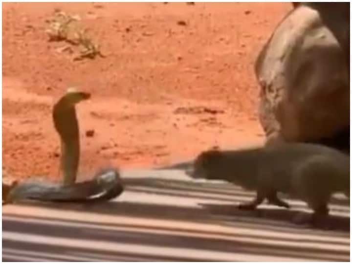 viral video mongoose seen making a poisonous snake its prey Watch: जहरीले सांप को अपना शिकार बनाता दिखा नेवला, वीडियो देख रह जाएंगे दंग