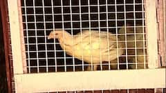 Chicken Price Increase : ফের বাড়ল মুরগির মাংসের দাম, খোলা বাজারে মুরগির মাংসের দাম ২৭০-২৮০ টাকা ।Bangla News