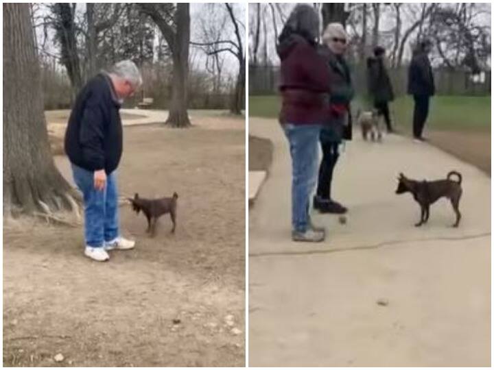Watch: पार्क में लोगों के साथ खेलता नजर आया दिव्यांग डॉगी, दिल जीत लेगा वीडियो Doggy seen playing with people in the park with three legs Watch: पार्क में लोगों के साथ खेलता नजर आया दिव्यांग डॉगी, दिल जीत लेगा वीडियो