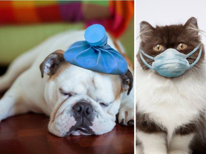 Your Cats And Dogs Can Get These Infectious Diseases. Know How Vaccination Helps You Cats And Dogs Can Get These Infectious Diseases. Vaccination Helps Your Cats And Dogs Can Get These Infectious Diseases. Know How Vaccination Helps