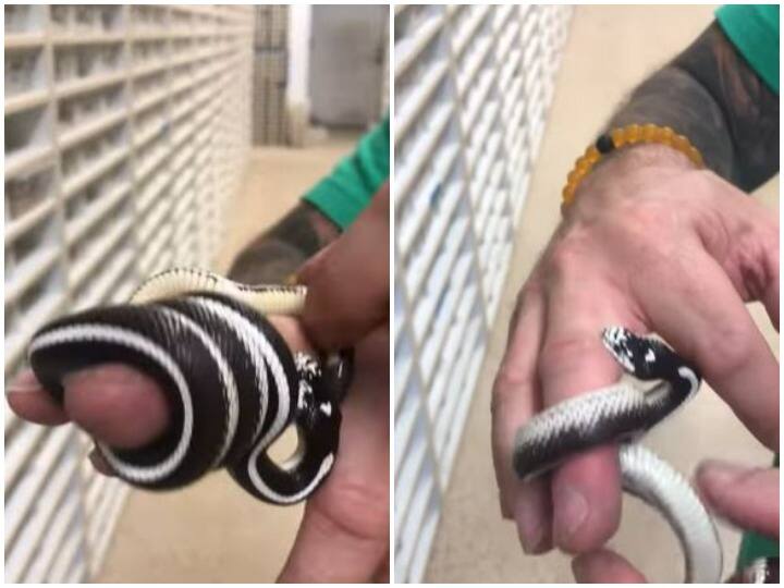 Watch: शख्स की अंगुली को खाना समझ चबाते दिखा खूंखार सांप, रोंगटे खड़े कर देगा वीडियो A ferocious snake seen chewing on a person finger as food Watch: शख्स की अंगुली को खाना समझ चबाते दिखा खूंखार सांप, रोंगटे खड़े कर देगा वीडियो