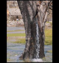 Viral News: গাছ থেকে অনবরত বেরিয়ে যাচ্ছে জল! কীভাবে ঘটছে এই অবিশ্বাস্য কাণ্ড?