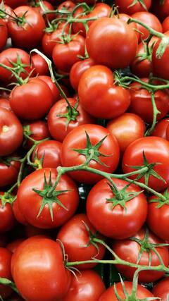 मान्सूनपूर्व पावसाने पिकांची नासाडी; टोमॅटोचे भाव पुन्हा गगनाला भिडण्याची शक्यता