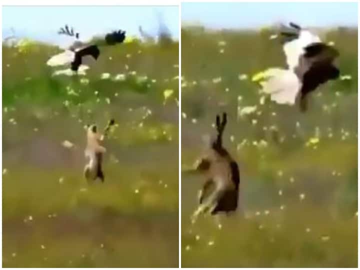 Watch: सिर पर मंडराती मौत का खरगोश ने किया डटकर सामना, बहादुरी के कायल हुए यूजर्स Rabit faced eagle flying as death on its head Watch: सिर पर मंडराती मौत का खरगोश ने किया डटकर सामना, बहादुरी के कायल हुए यूजर्स