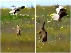 Watch: सिर पर मंडराती मौत का खरगोश ने किया डटकर सामना, बहादुरी के कायल हुए यूजर्स