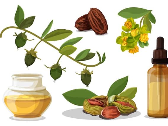 Jojoba Oil for Hair: घने और मुलायम बालों के लिए सिर पर लगाएं जोजोबा ऑयल Jojoba Oil for Hair: घने और मुलायम बालों के लिए सिर पर लगाएं जोजोबा ऑयल